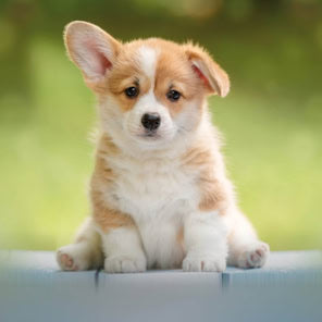 Pet tech: Smart pet food dispensers, keeping pets healthy, happy, connected